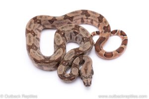Hypo boa for sale