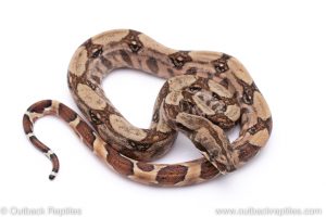 Hypo boa for sale
