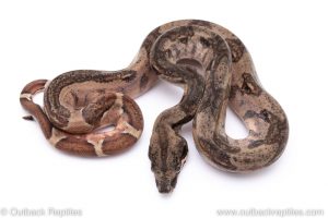 Hypo boa for sale