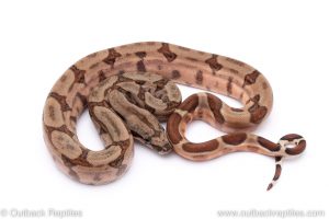 Hypo boa for sale