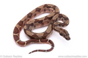 Hypo boa for sale
