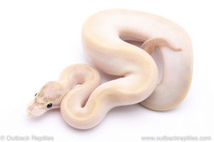 Enchi Ivory ball python for sale