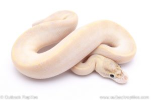 Enchi Ivory ball python for sale