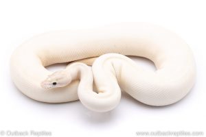 Ivory ball python for sale