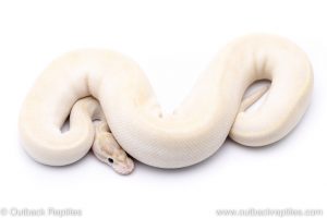 Ivory ball python for sale