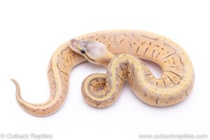 Killer Blast sugar ball python for sale