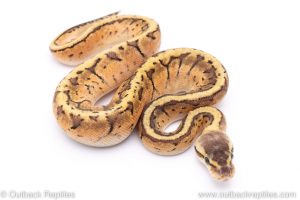 Lemon Blast ball python for sale