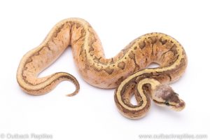 Lemon Blast Sugar ball python for sale