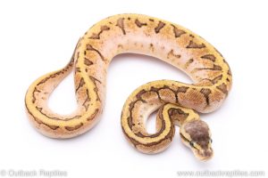 Lemonblast Sugar ball python for sale