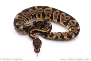leopard ball python for sale