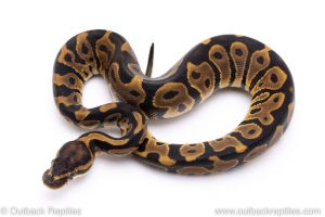 Leopard ball python for sale