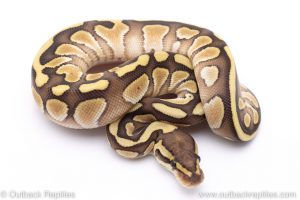 Lesser het clown ball python for sale