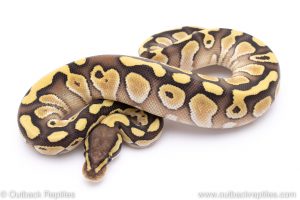 Lesser het clown ball python for sale