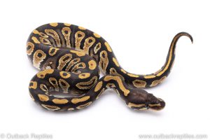 Mojave ball python for sale