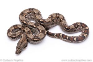 Nicaraguan central american boas for sale