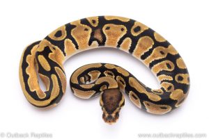 orange dream het pied ball python for sale