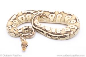 Pastave Mota ball python for sale