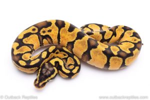 pastel enchi ball python for sale