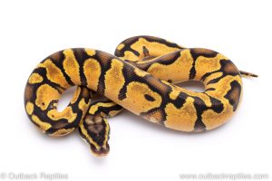 pastel enchi ball python for sale