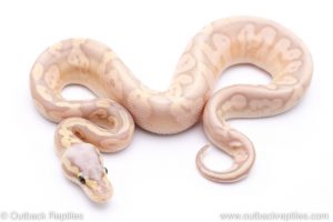 Sugar Pastel baanana ball python for sale