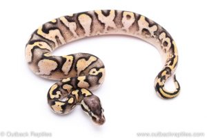 pastel yellowbelly sugar ball python for sale