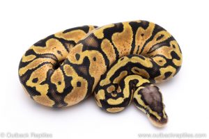 Pastel het Candy ball python for sale