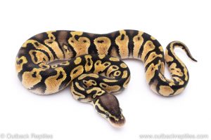 Pastel het pied ball python for sale