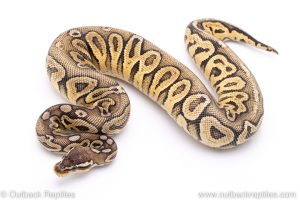 pewter ball python for sale