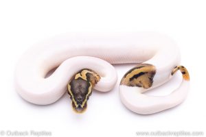 Pied ball python for sale