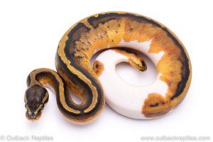 Pied ball python for sale