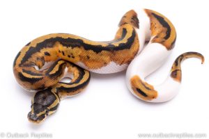 Pied ball python for sale