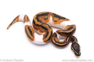 Pied ball python for sale