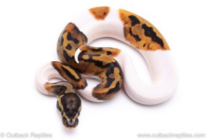 Pied ball python for sale