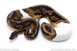 Pied het albino ball python for sale