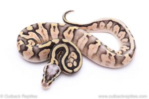 super pastel sugar ball python for sale