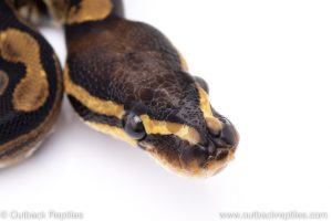 Scaleless Head ball python for sale