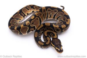 Scaleless Head ball python for sale