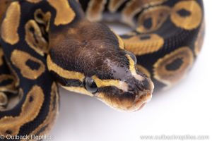 Scaleless Head ball python for sale