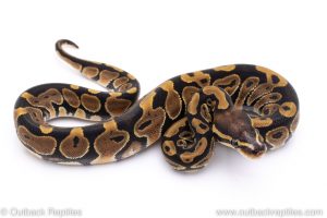 Scaleless Head ball python for sale