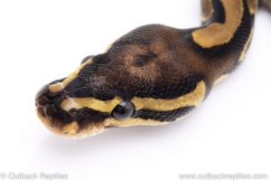 Scaleless Head ball python for sale