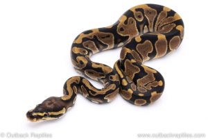 Scaleless Head ball python for sale