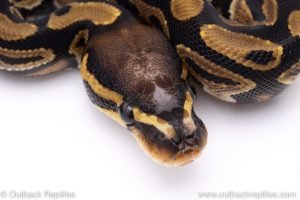 Scaleless Head ball python for sale