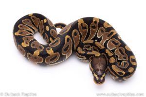 Scaleless Head ball python for sale