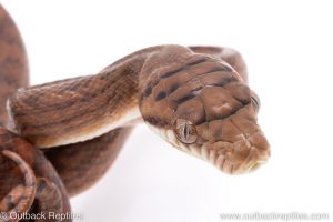 scrub python for sale