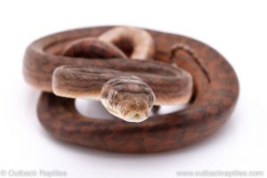 scrub python for sale