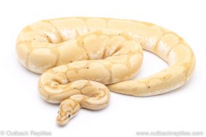 Banana spider het clown ball python for sale