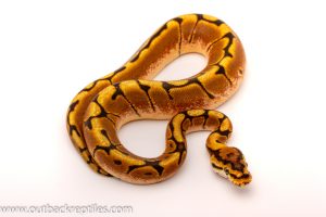 Spider het clown ball python for sale