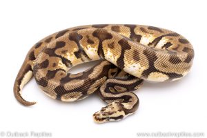 Spotnose enchi pastel calico adult breeder ball python for sale