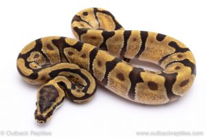 super enchi ball python for sale