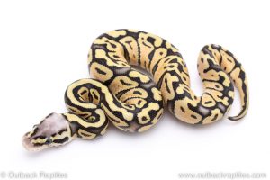 Super pastel ball python for sale